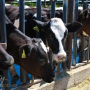 Happy Cow in California at feeding time. ~ ASpicyPerspective.com