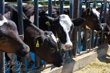 Happy Cow in California at feeding time. ~ ASpicyPerspective.com