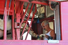 Cow Pedicure ~ ASpicyPerspective.com