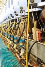 Modern Cow Milking ~ ASpicyPerspective.com