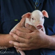 Piglet via aspicyperspective.com