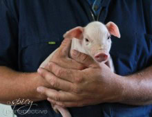 Piglet via aspicyperspective.com