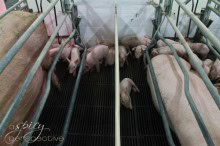 farrowing crates via aspicyperspective.com