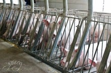 Sows via Aspicyperspective.com