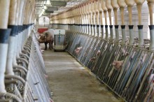 A boar walks the aisle, getting the sows ready for artificial insemination. A.I. is the safest method of breeding the sows... safest for the sows and the farmers.
