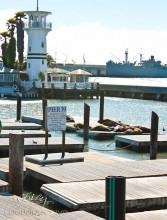 San Fransisco Pier 39 | ASpicyPerspective.com