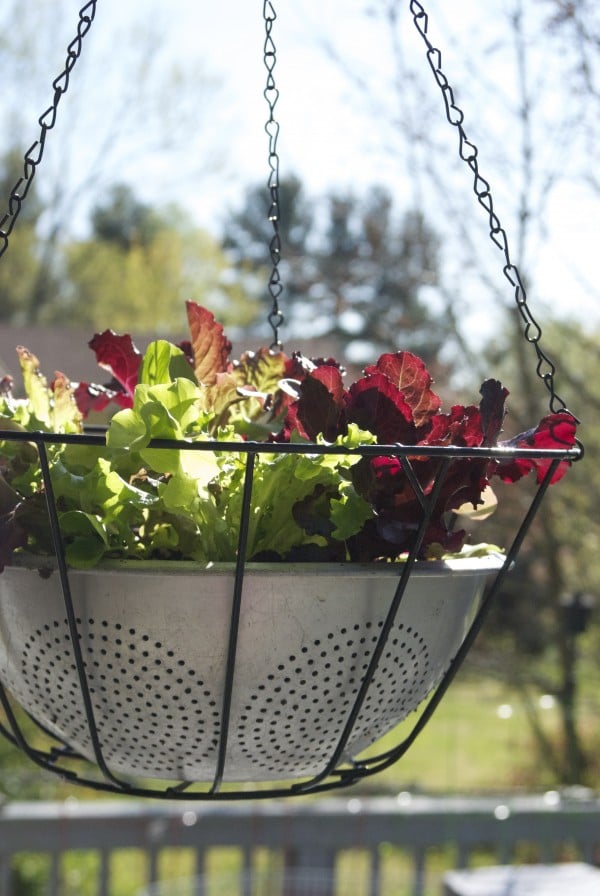 Lettuce Leaf Hanging Baskets A Spicy Perspective