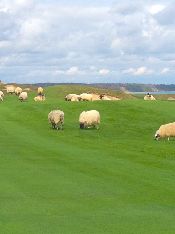 Whistling Straits in Kohler  Wisconsin - 41