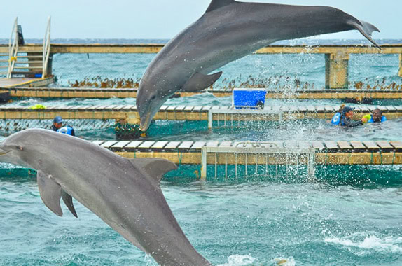 Things to do in Cozumel  Mexico - 5