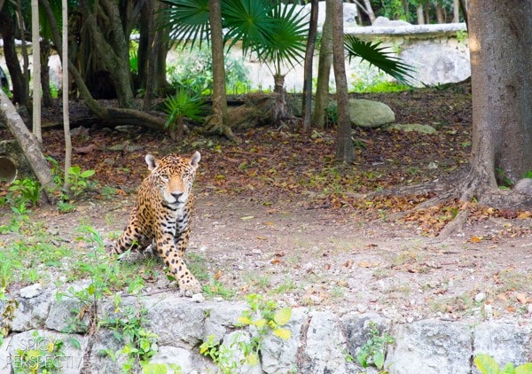 Things to Do in Playa Del Carmen  Mexico - 92