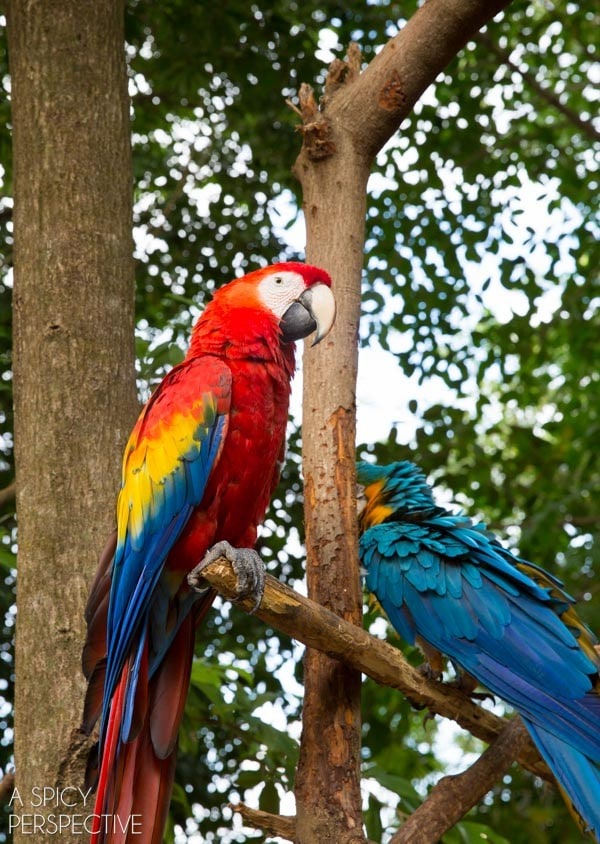 Things to Do in Playa Del Carmen  Mexico - 27