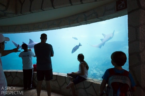 Things to Do in Playa Del Carmen  Mexico - 45