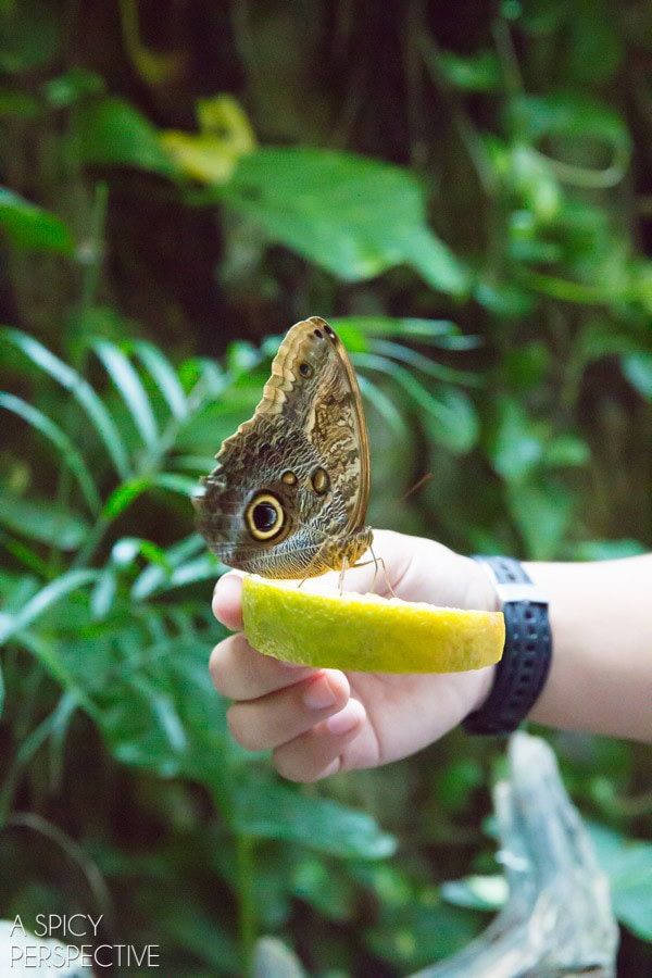 Things to Do in Playa Del Carmen  Mexico - 19