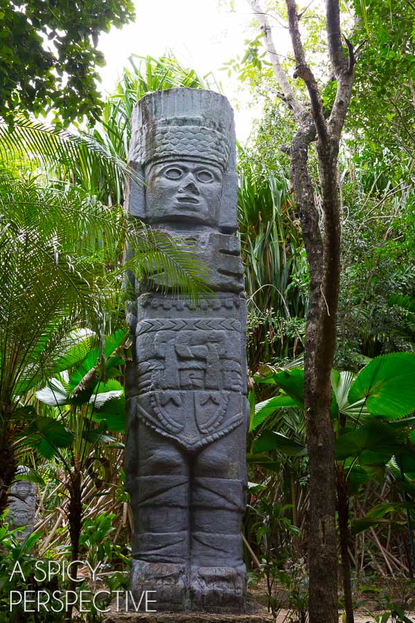 Things to do in Cozumel  Mexico - 59