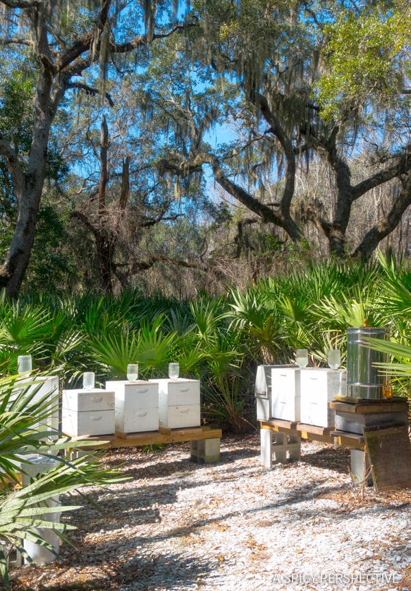 Amelia Island Restaurants  And Travel Tips   - 11