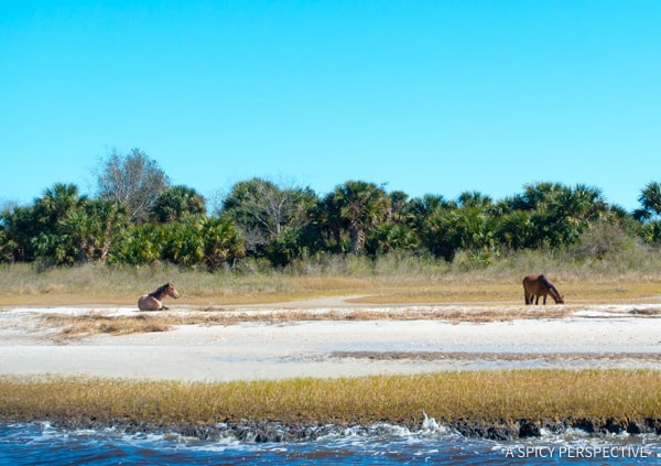 Amelia Island Restaurants  And Travel Tips   - 25