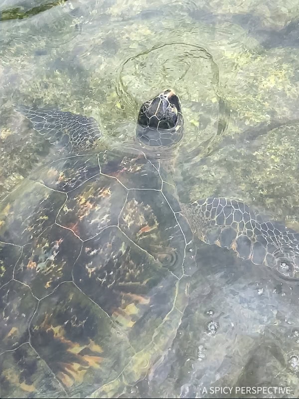 Hawaii Bucket List  Things To Do On The Big Island Of Hawaii - 38