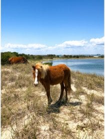 Crystal Coast Outer Banks NC Vacation Tips - 22