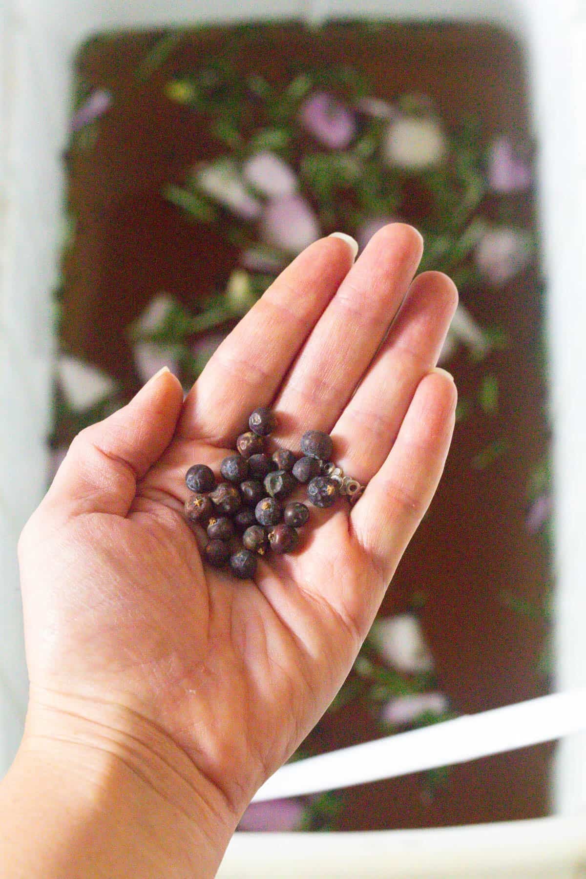 Hand with peppercorns in it holding them over a cooler filled with turkey brine. 