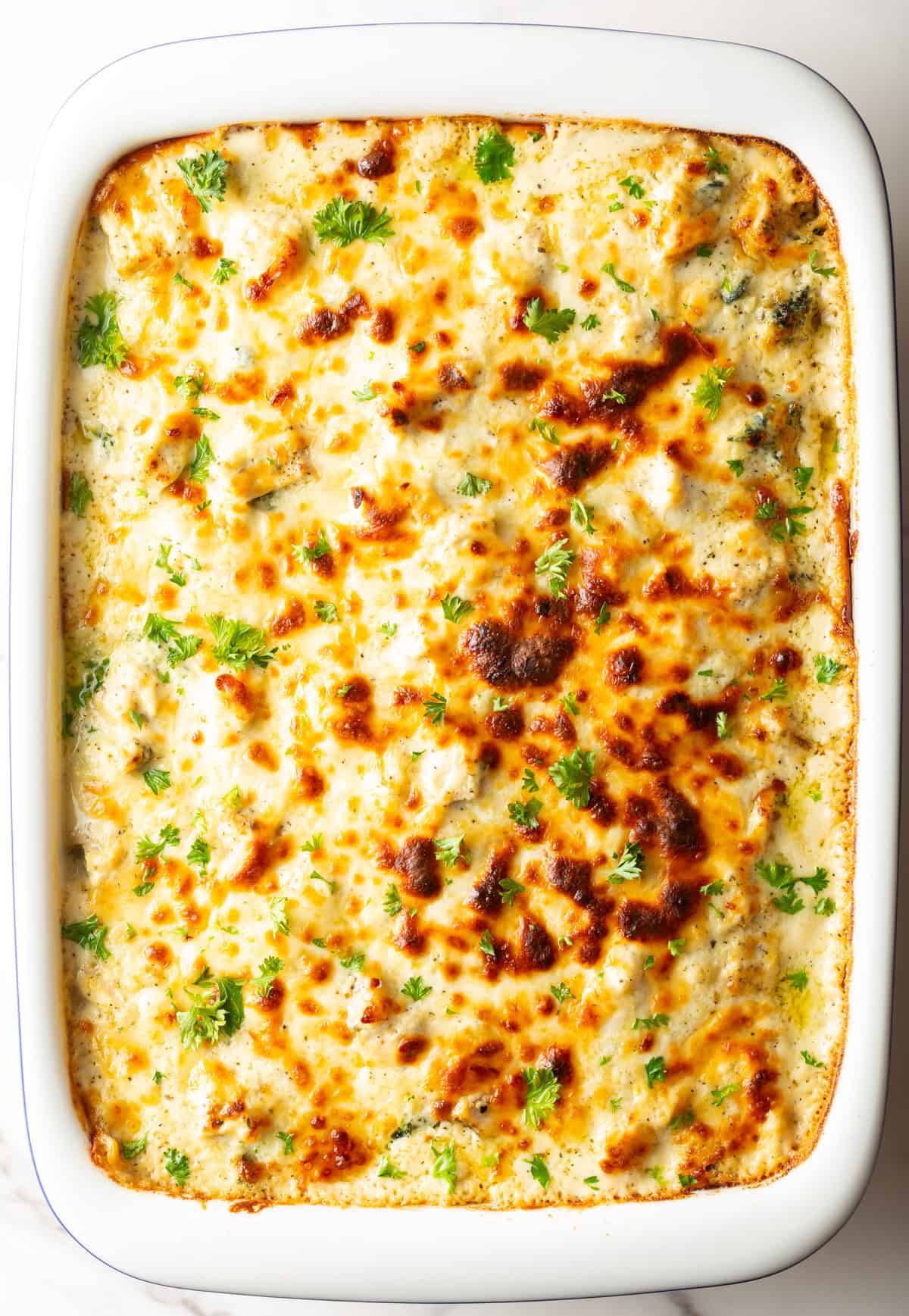 Top down white rectangle baking pan with cheesy chicken alfredo lasagna.